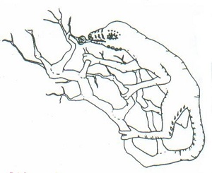 Ilustração de A Árvore do Conhecimento, de Maturana e Varela